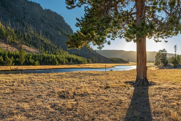 Mountain lake surrounded by coniferous forest and meadow, with large pine tree in foreground and forested ridges in background