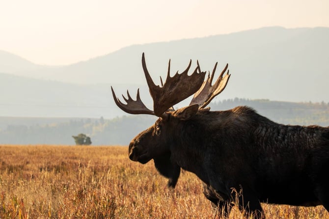 5-Day Summer Itinerary for Families With Teens & Young Adults Visiting Teton Valley & Jackson Hole