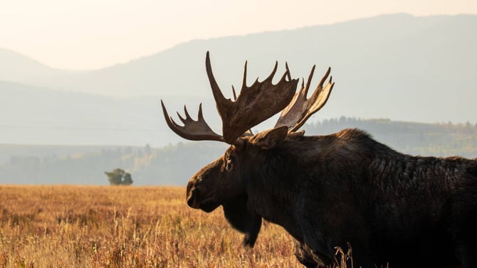 5-Day Family Itinerary: Teton Valley & Jackson Hole